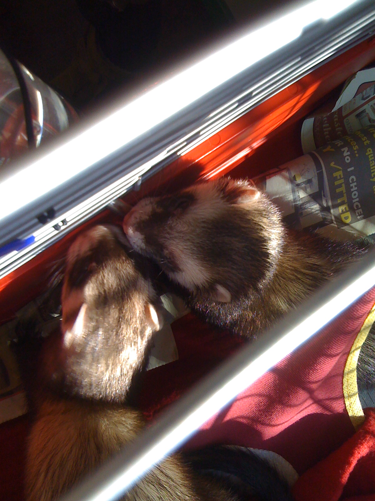 two small dogs sleeping on the side of an open trunk