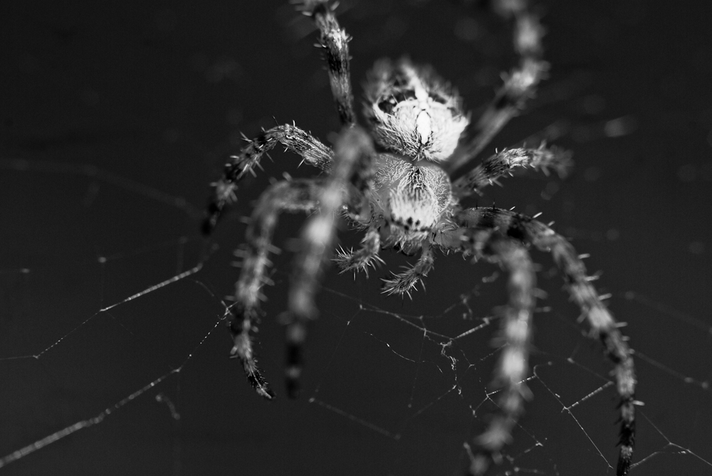 spider crawling in a black and white po