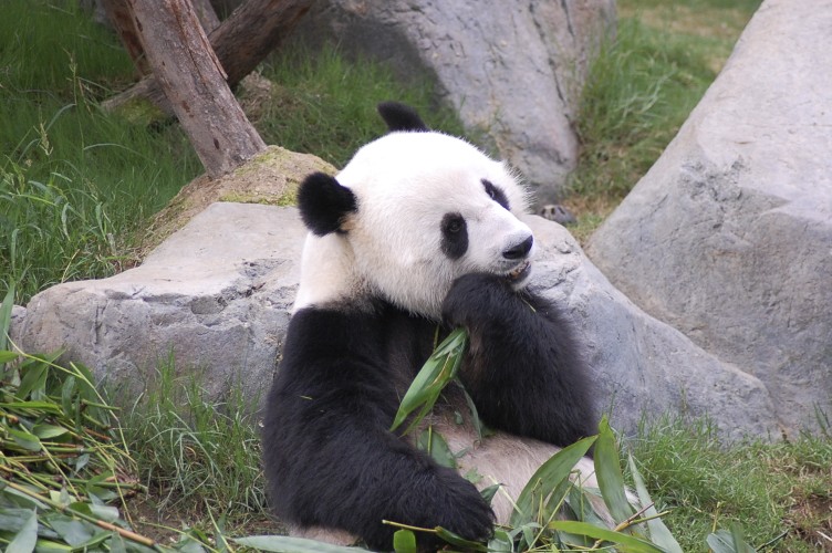 a panda bear is laying down eating some bamboo