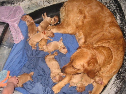 two dogs, one baby and several puppies in a trashcan