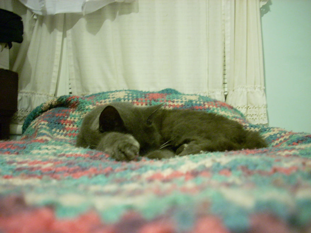 there is a gray cat laying on top of the bed