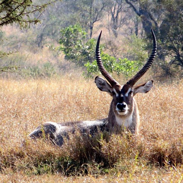 an antelope sitting in the grass under a tree