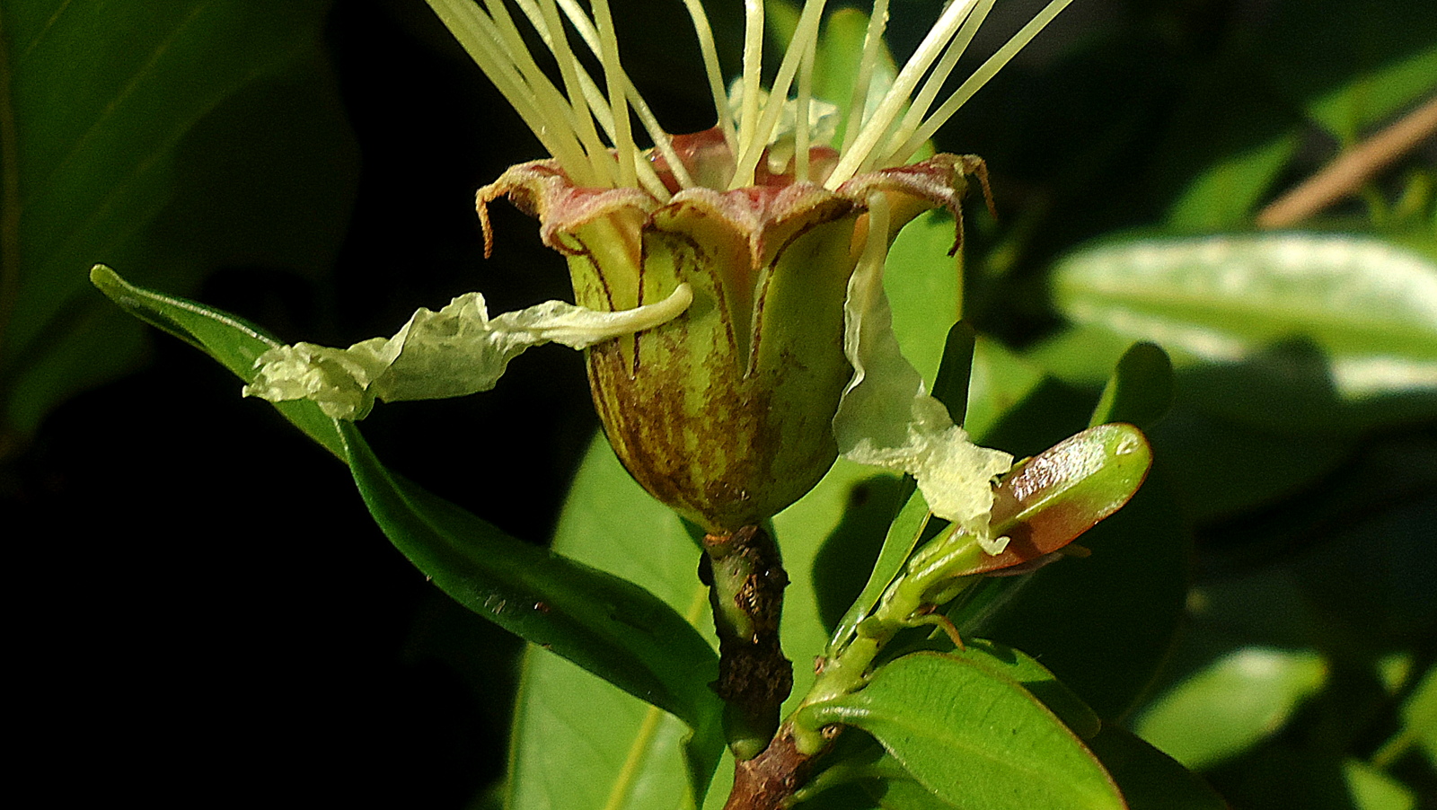 close up of a small flower on a tree