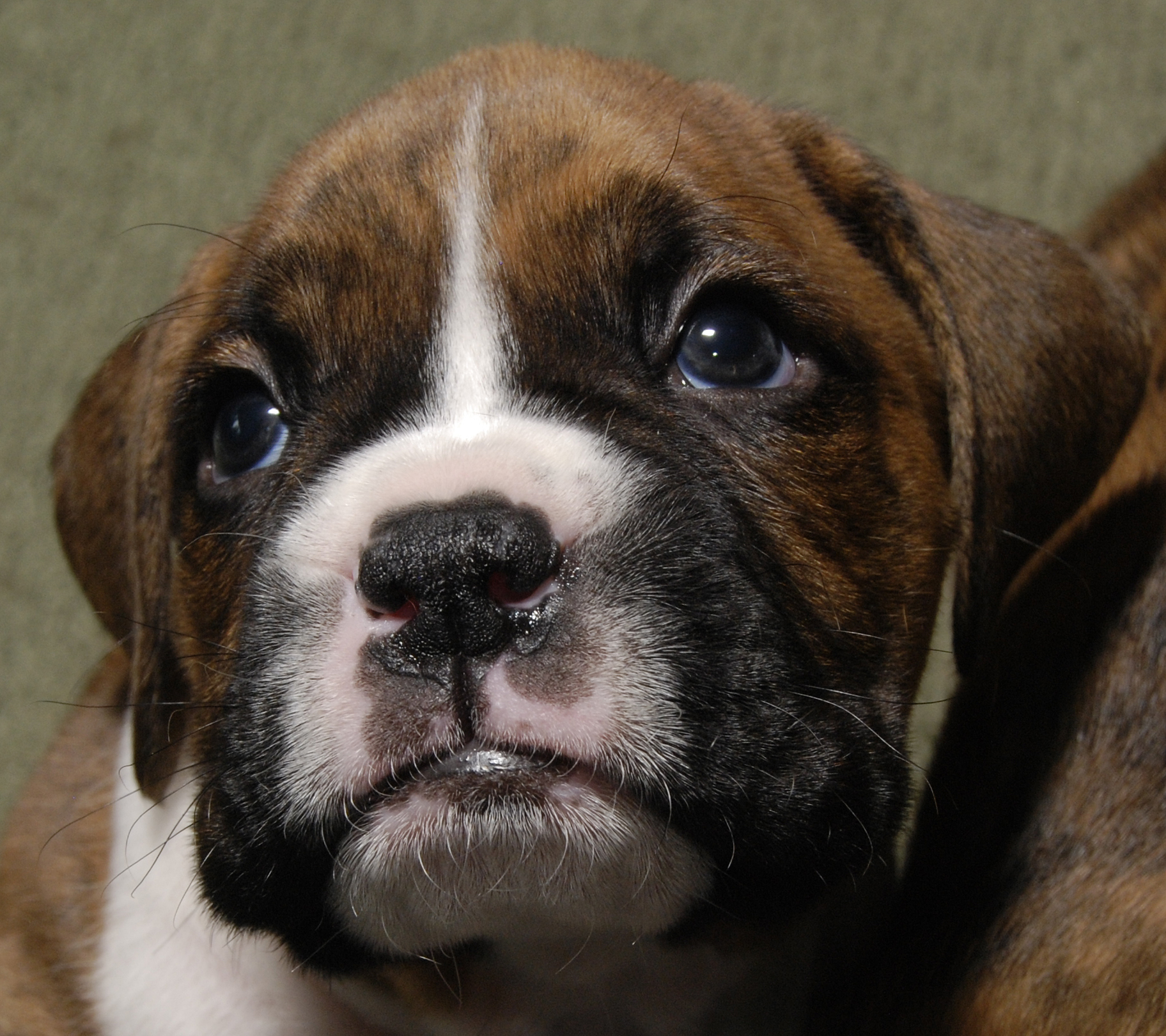 a close up of a boxer dog's face with blue eyes