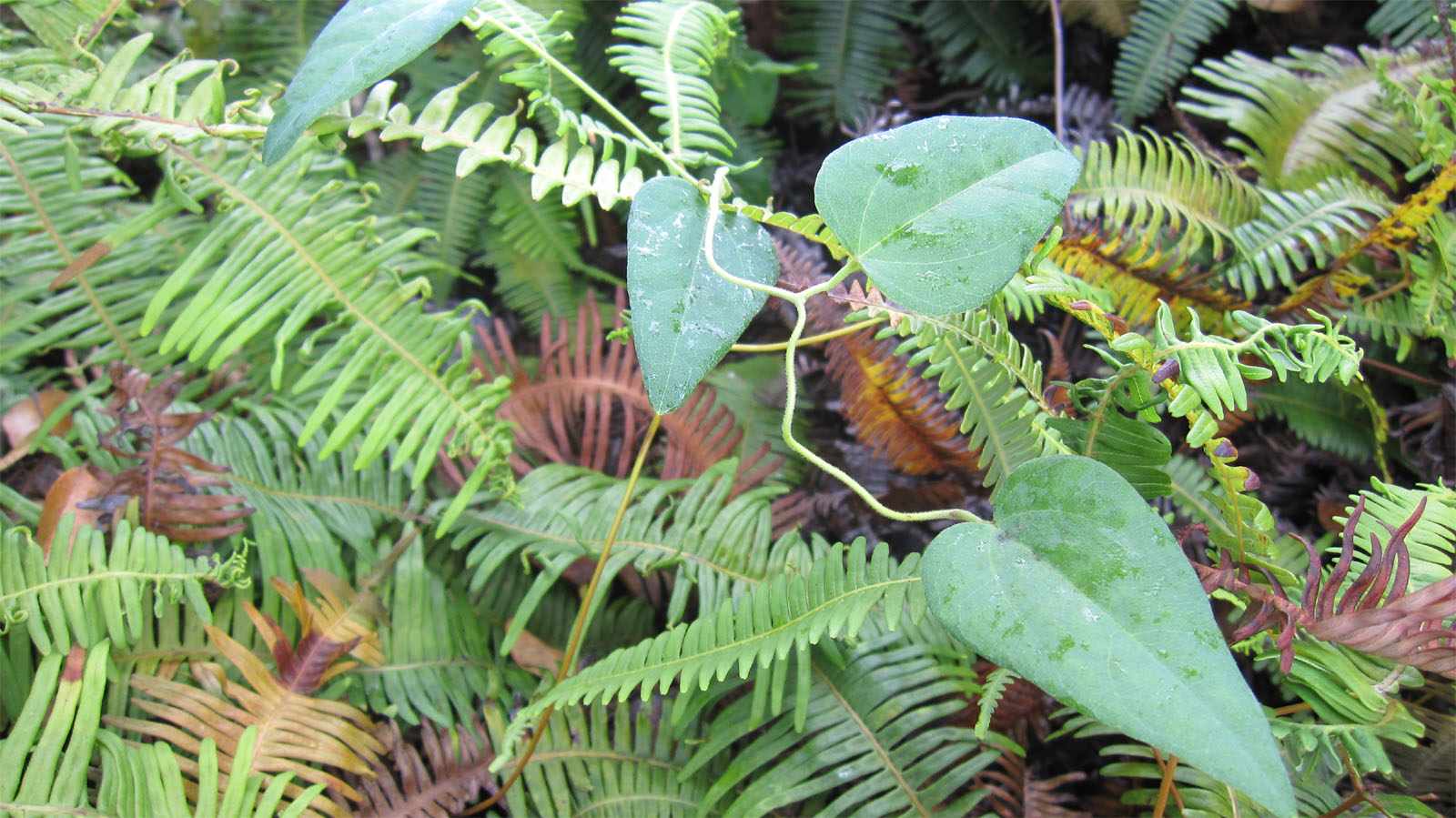 a very large green leaf next to another leaf