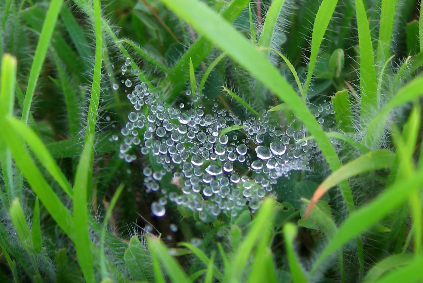 water drops on top of grass on a sunny day