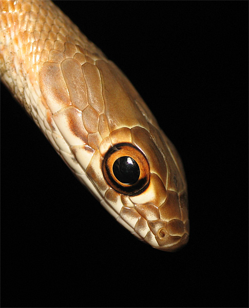 a brown snake with a large, wide eye