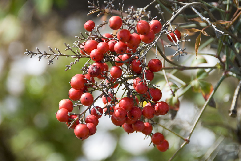 there is red berries hanging from the tree