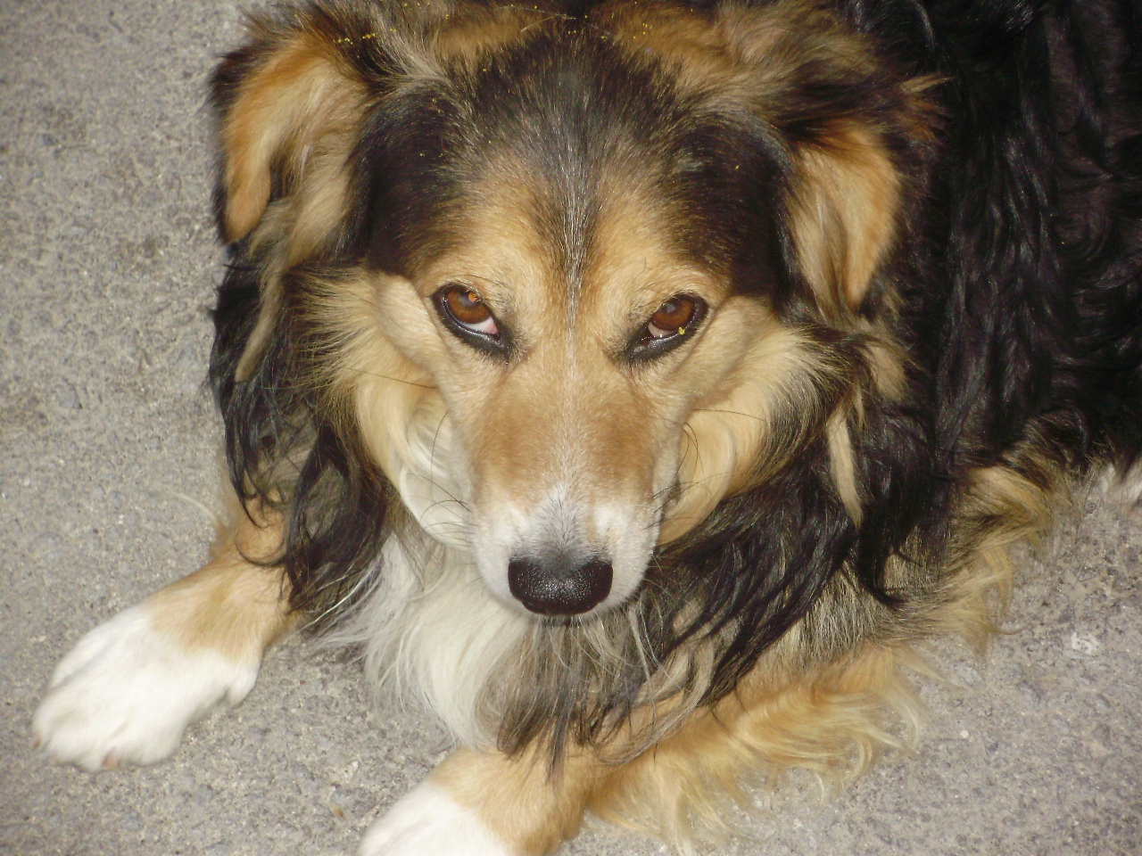 an image of a brown and black dog