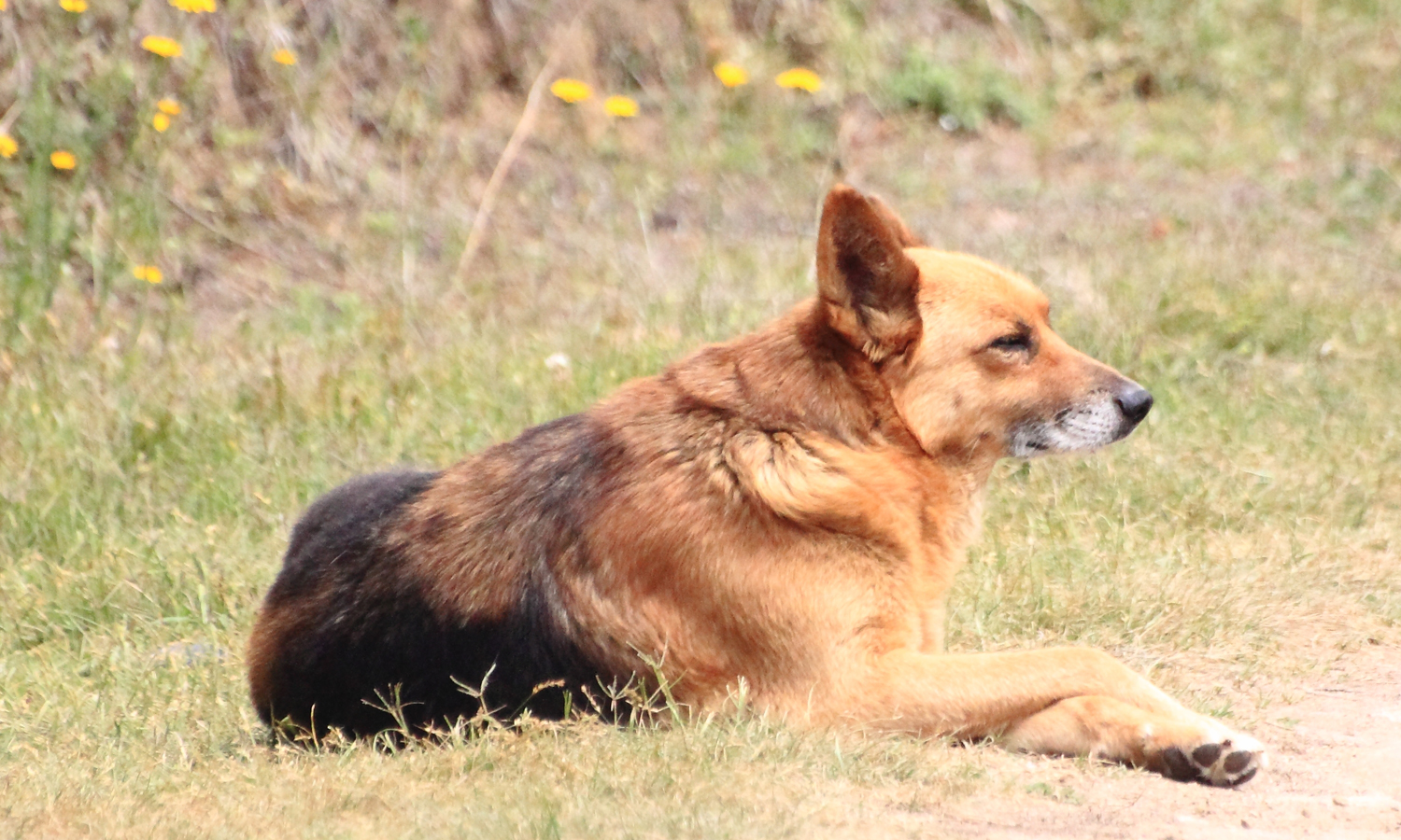 a german shepherd dog sitting on the ground outside