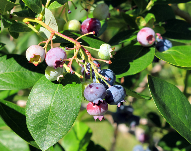 several berries are on a nch, some have buds and leaves