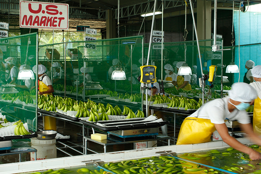 workers in white hats are working on a bananas plant