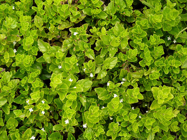 a close up of small plants in the ground