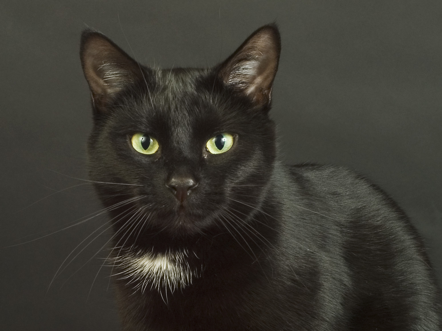 a black cat with bright yellow eyes stares directly into the camera