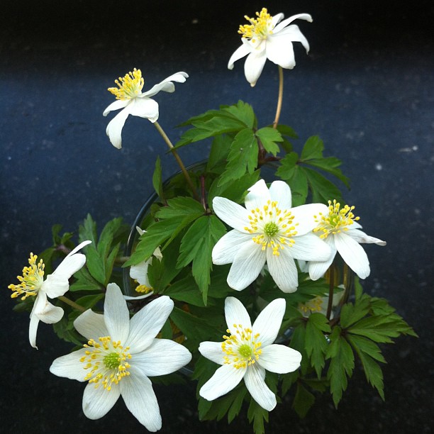 several white flowers with yellow centers in a pot
