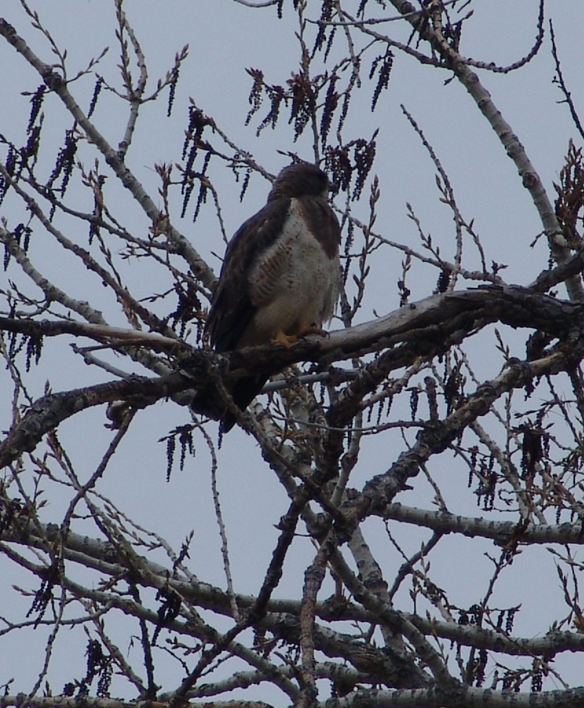 a bird is perched on the tree nch