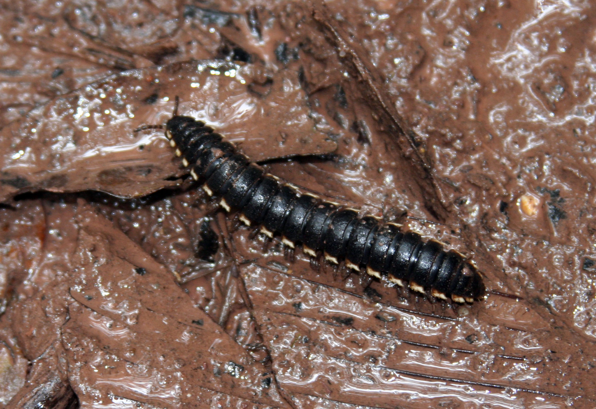 a black and white caterpillar in muddy ground