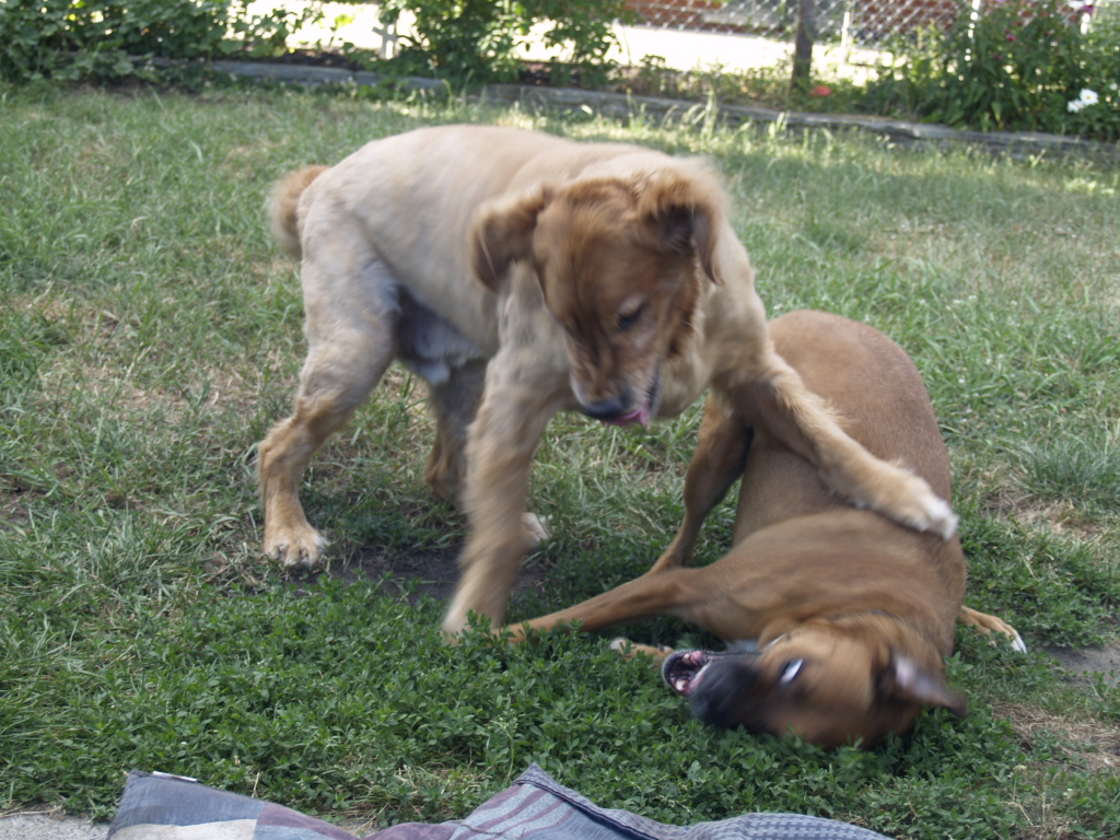 two dogs are fighting in the grass while another dog has its paw on the ground