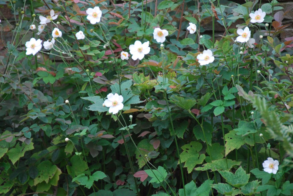 white flowers in a large bush near a building