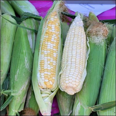 an image of corn on the cob for sale