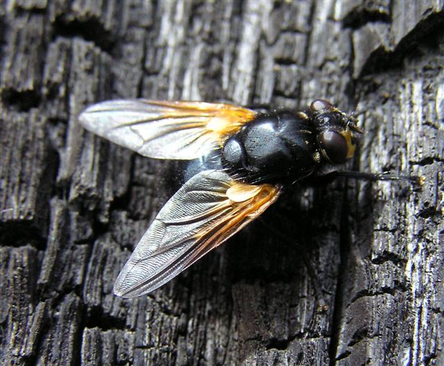 a fly with yellow, white and black wings sits on wood