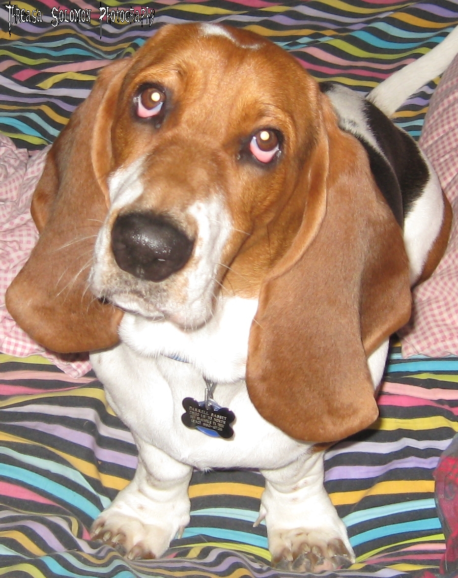 a small beagle dog looking up to the camera