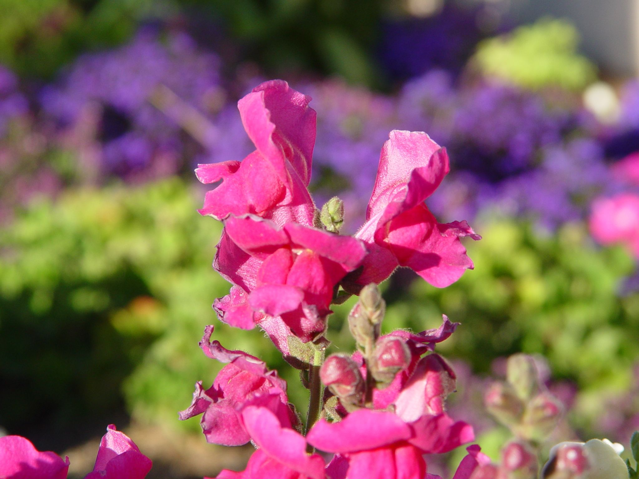 this is a beautiful picture of pink flowers with some purple flowers in the background