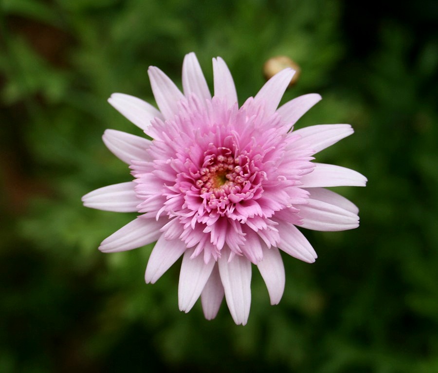 there is a small pink flower with a lot of pink center