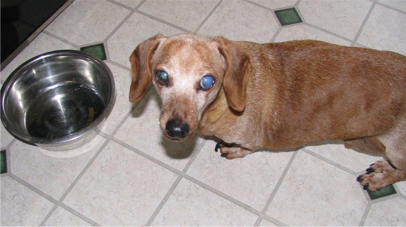 a dog standing next to a bowl on the floor