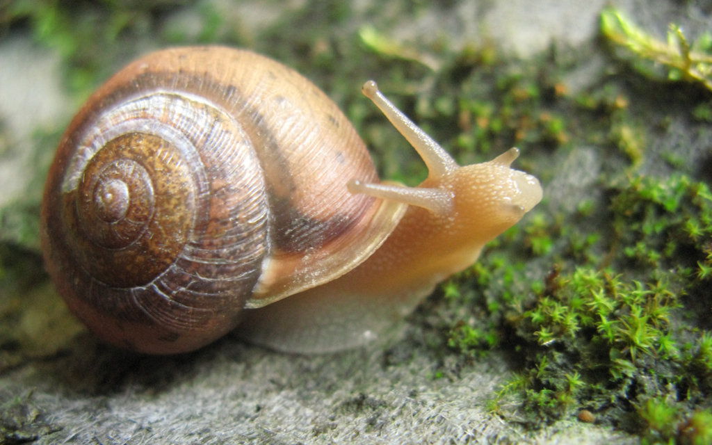 a brown snail sits on mossy ground