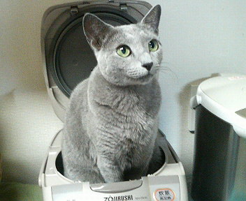 the grey cat is sitting on top of the electronic washing machine