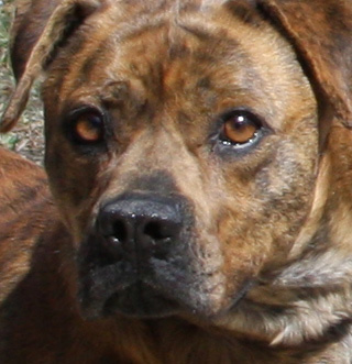 a close - up picture of a brown dog's face