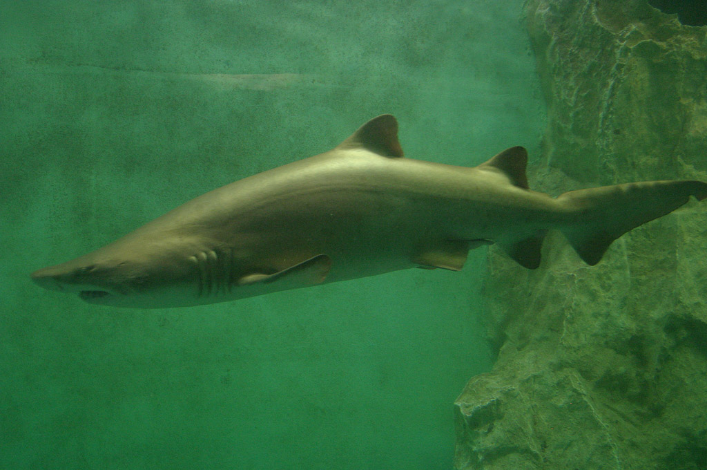 a small shark swimming on top of a body of water