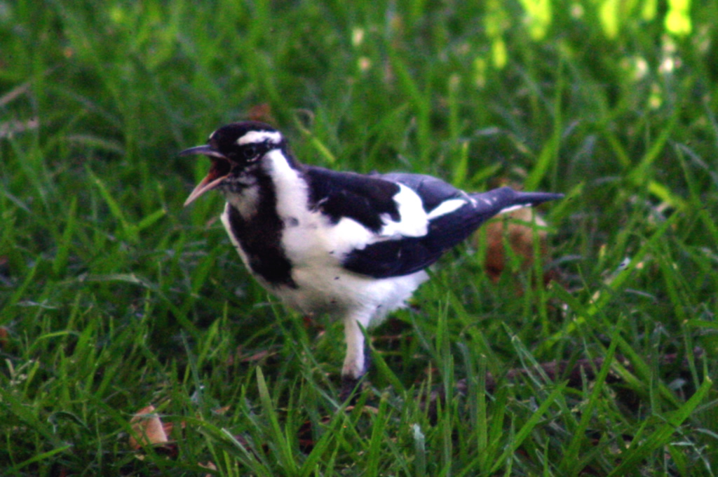 black and white bird standing in the grass