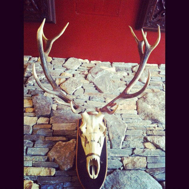 a deer head is mounted on top of a rock wall