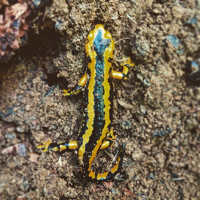 yellow and green stripeed gecko standing on top of a rock