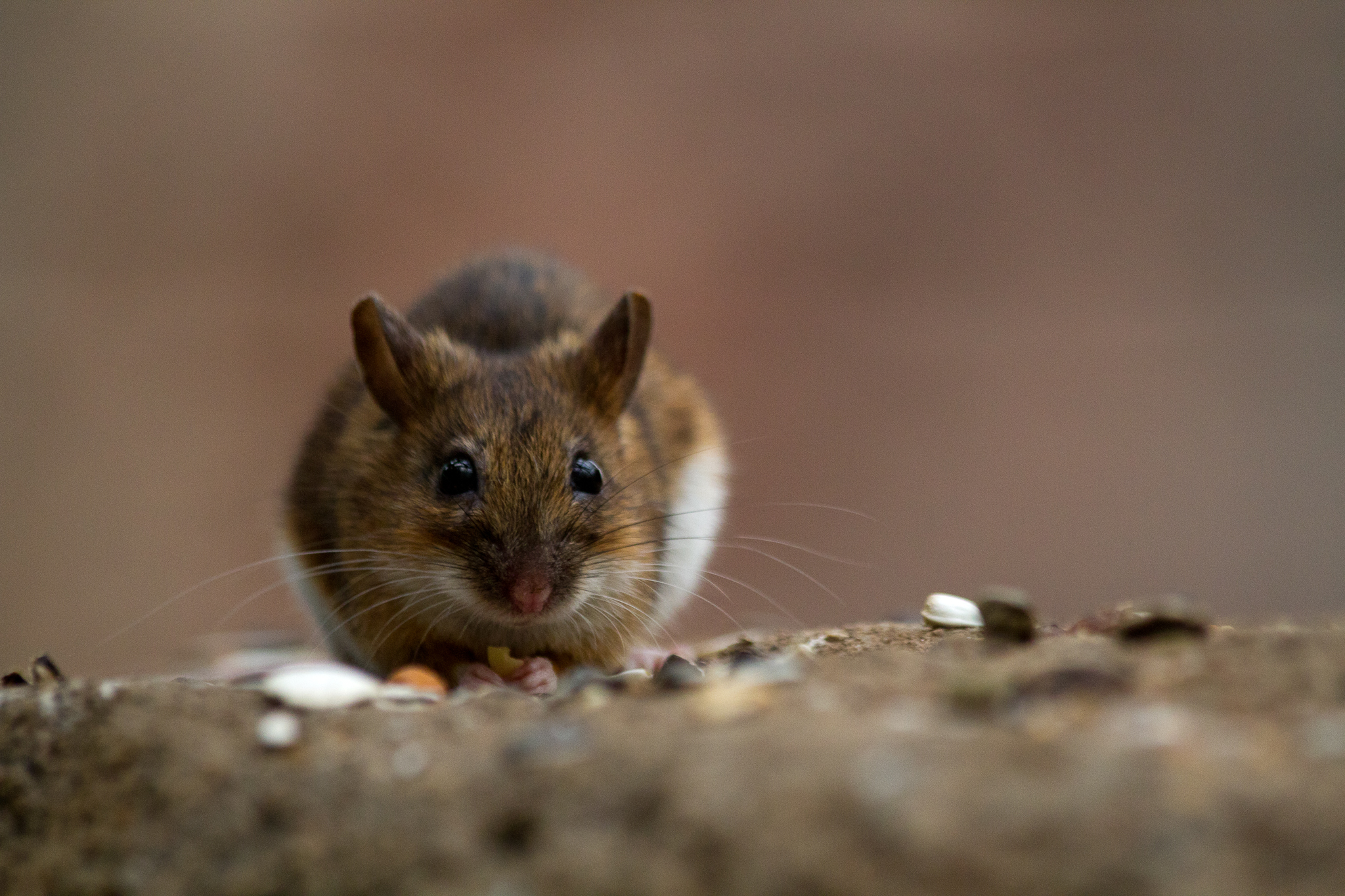 a small rodent crawling through gravel