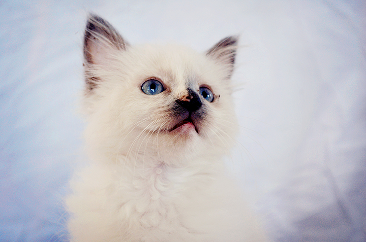 a close up of a small white cat with blue eyes