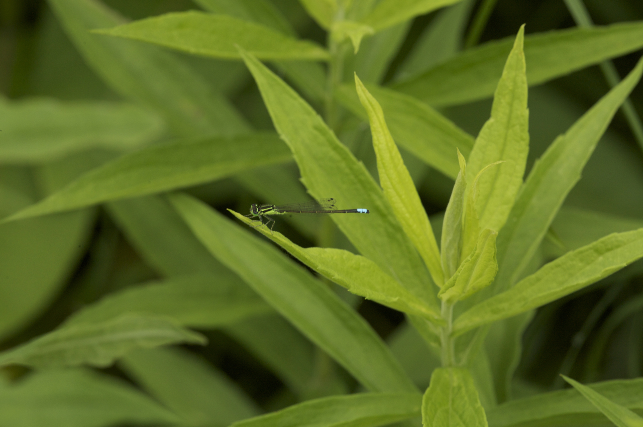 a dragon flys over green grass in the middle of the day