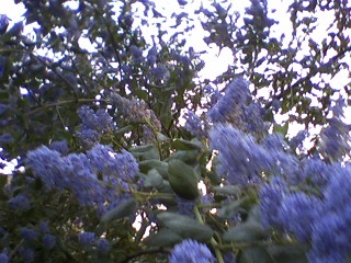purple flowers in the middle of trees on a sunny day
