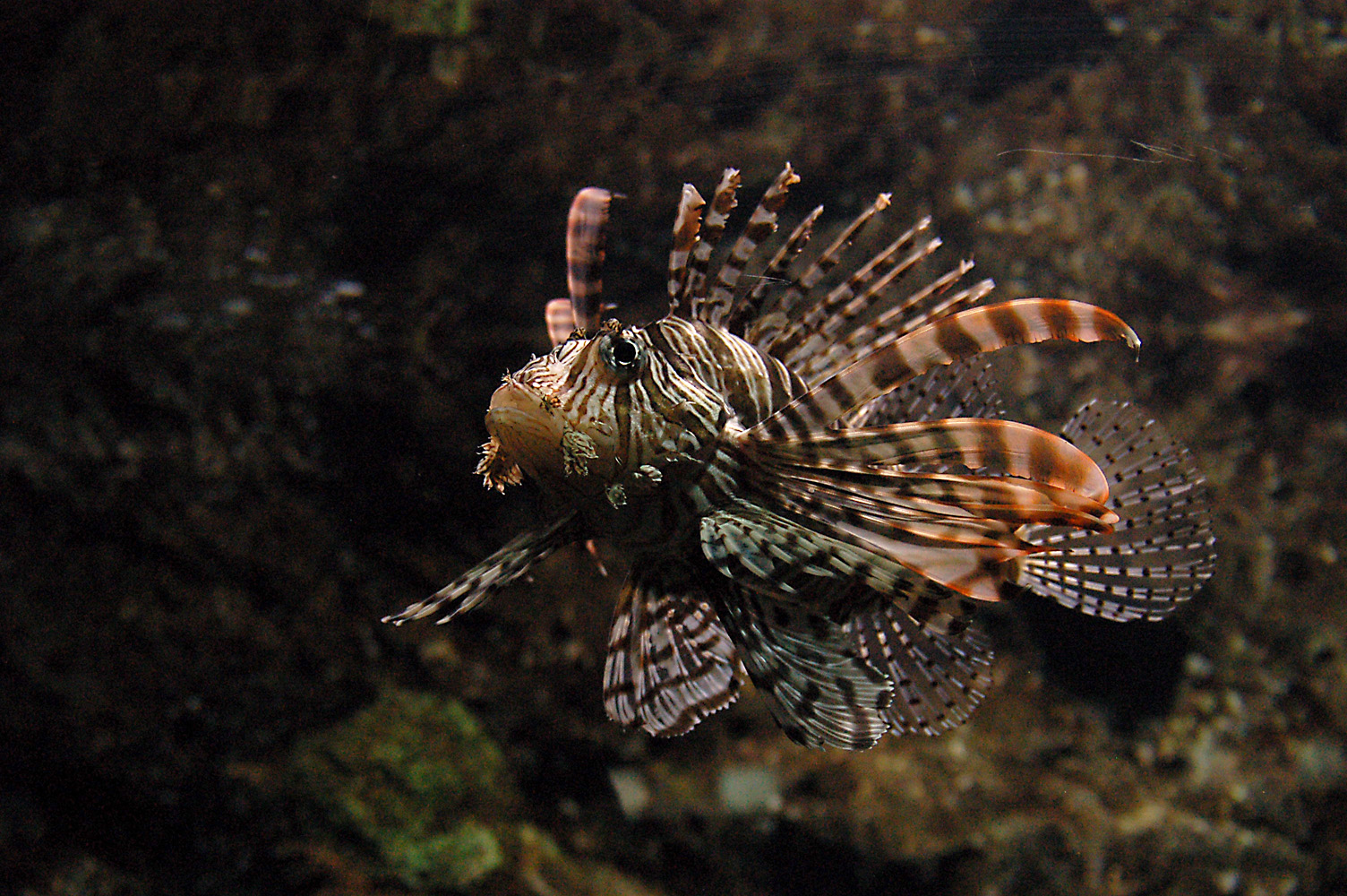 an image of lion fish swimming in the water