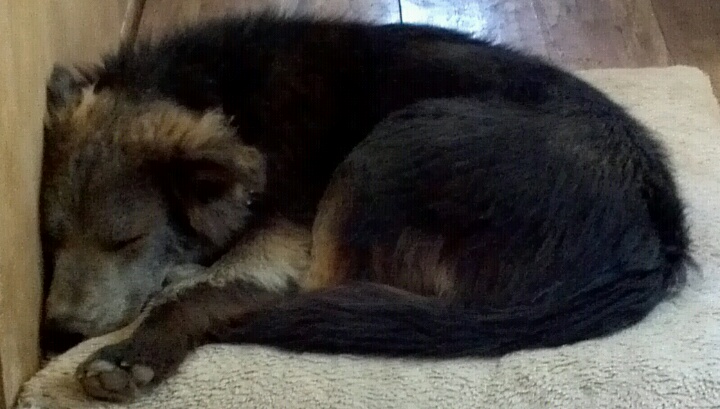 a dog sleeping on top of a white blanket