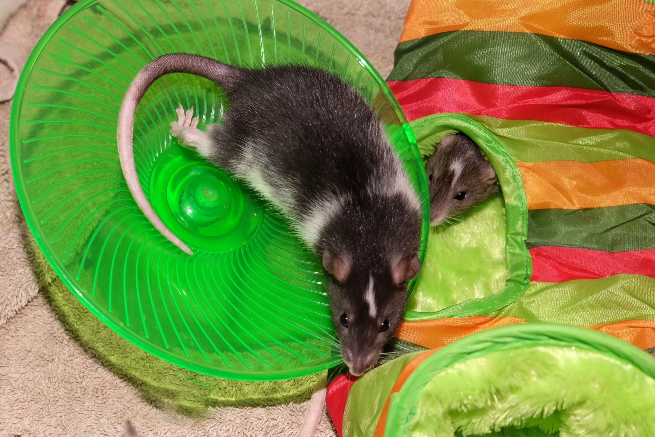 a mouse is sitting in a green bowl