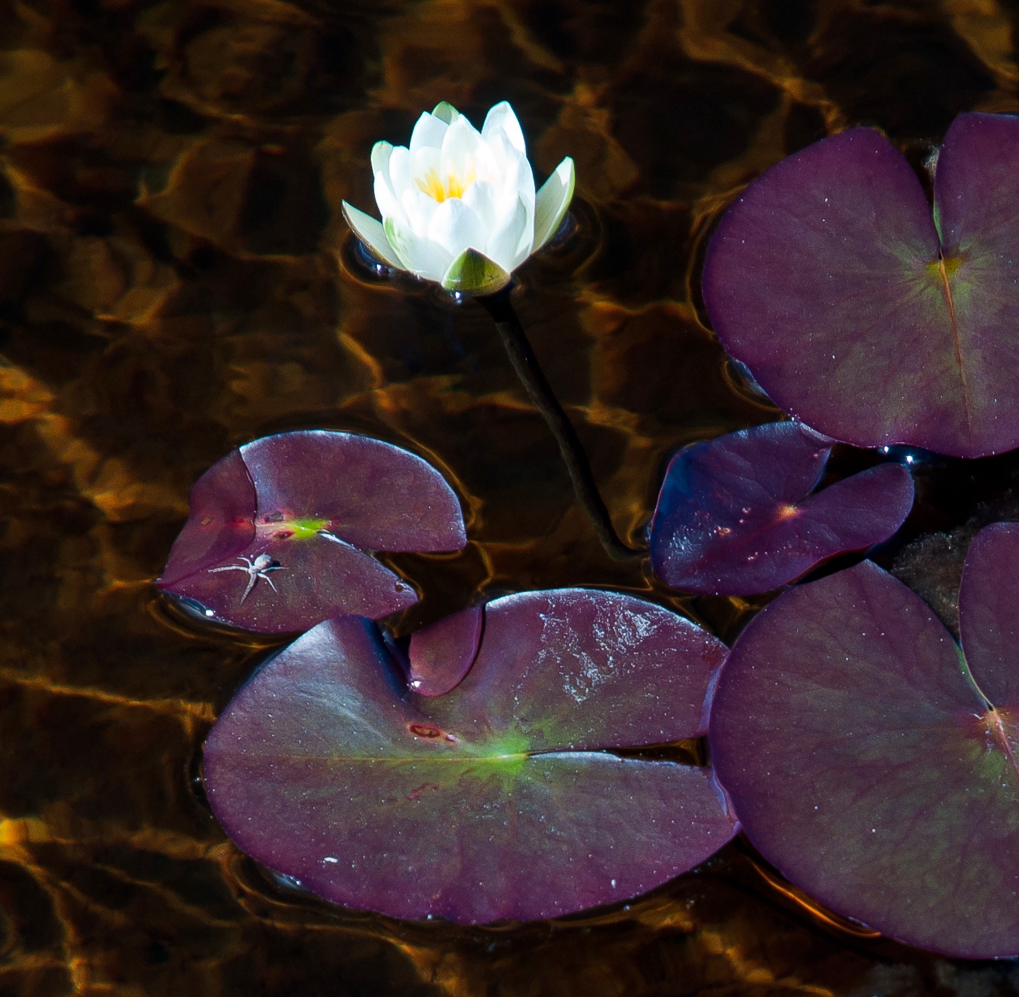 a white water lily floating in some water