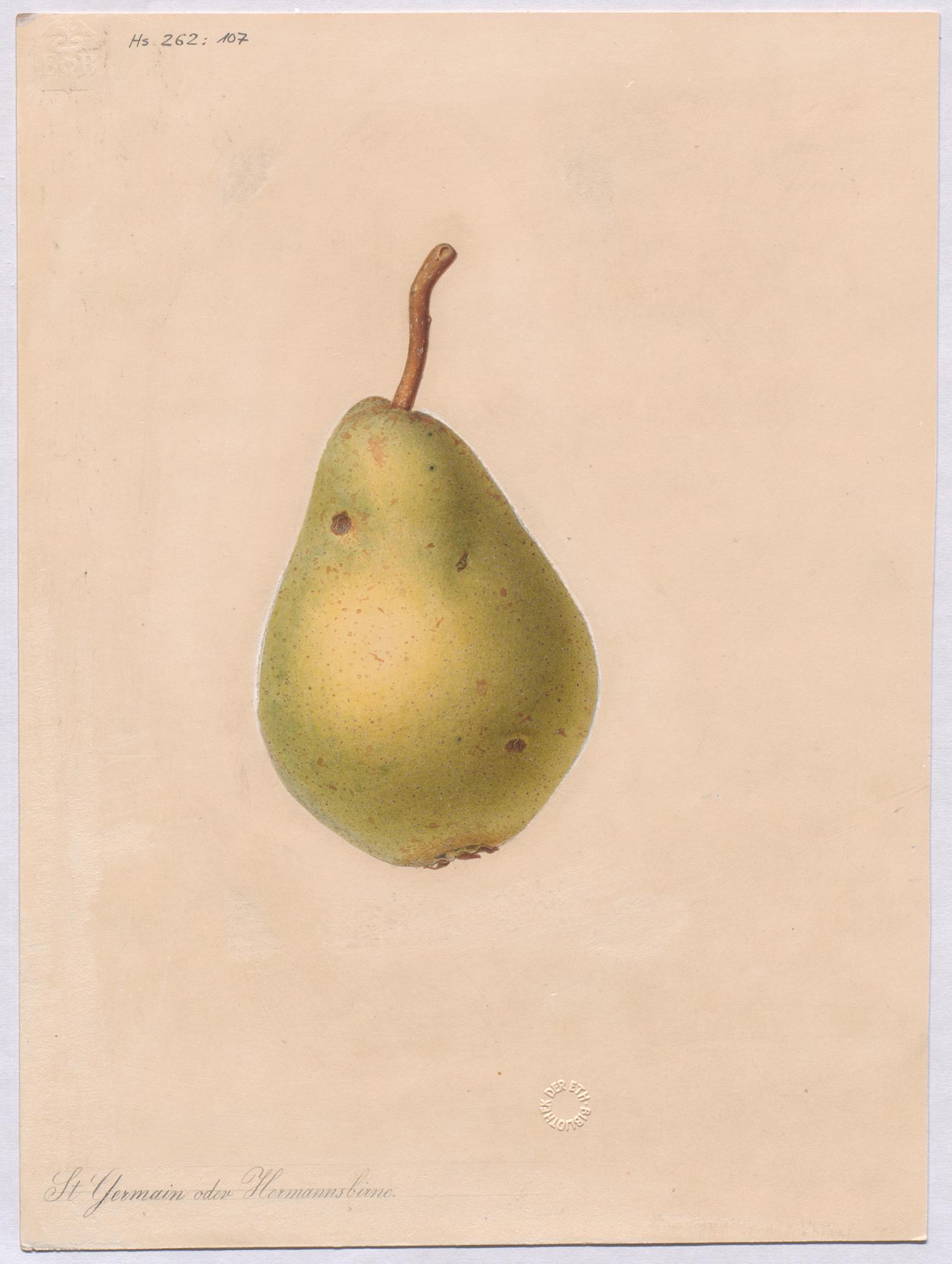 a painting of a green pear hanging from a brown nch