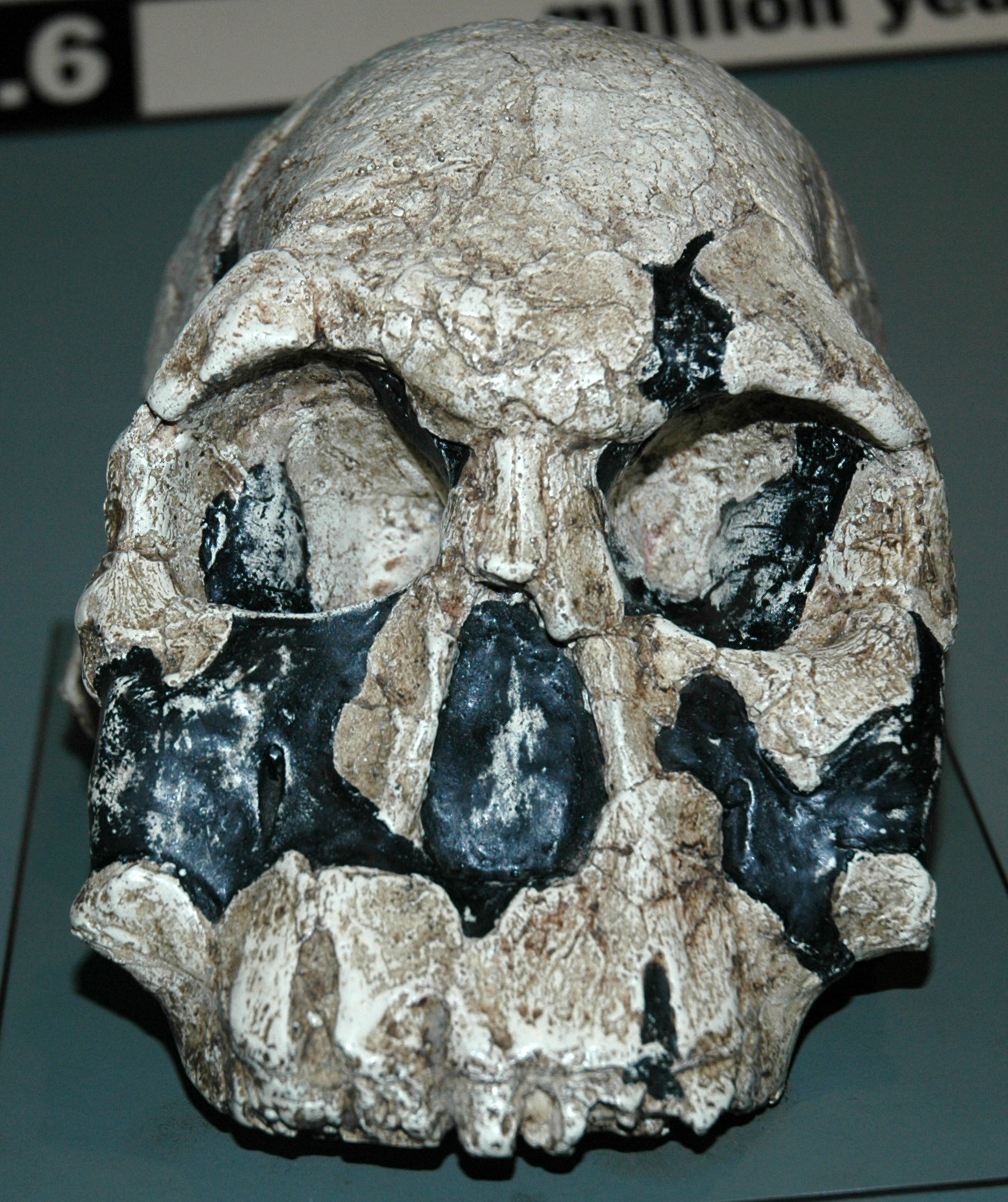 a fake human skull has been designed to look like a skull