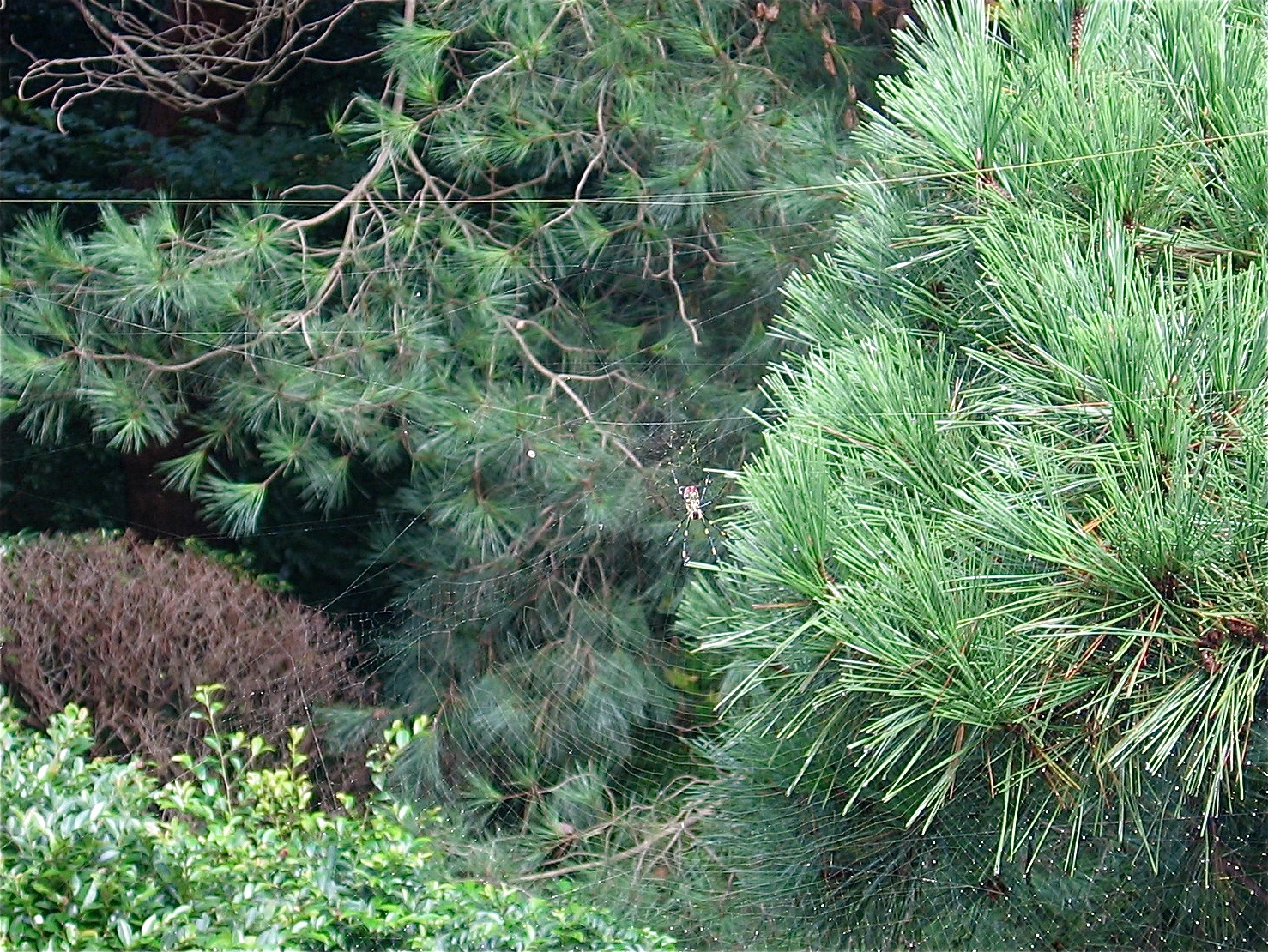 a red fire hydrant in front of a couple of pine trees