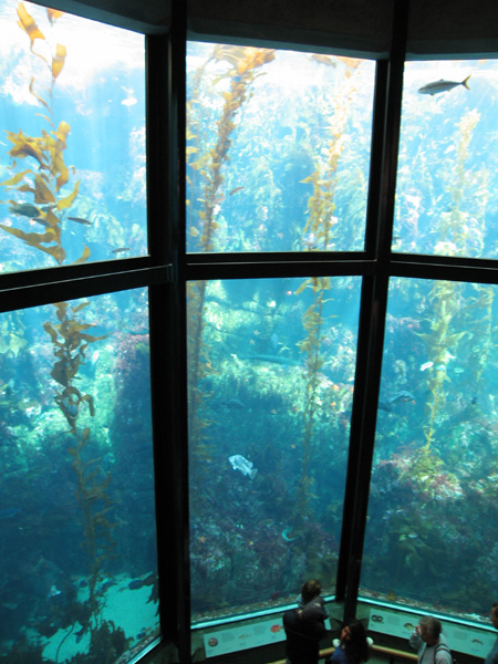 a room full of fish and aquarium tanks