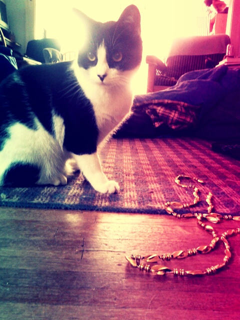 a black and white cat sitting on top of a rug next to a golden beaded chain