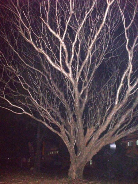 a large, bare tree stands out in the dark